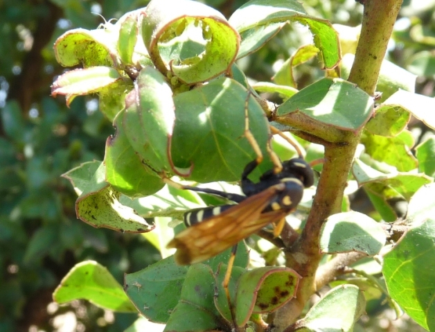 Pompilide: Batozonellus lacerticida su albero con afidi